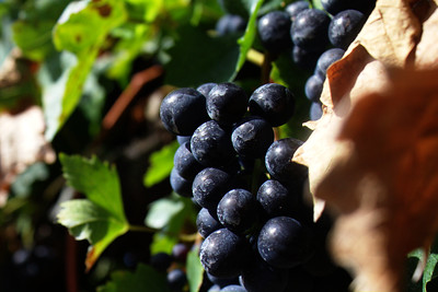 dark blue-purple wine grapes
